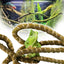 10FT Reptile Vines Climbing Bendable Branch Reptile Natural Moss Rope Jungle Decor Bearded Dragon, Chameleon Tank Accessories Amphibian Habitat - Snake Gecko Lizard Terrarium (AS)