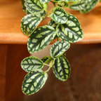 Artificial Plant Decorative Modern Living Room Balcony Bedroom Bathroom Room Table Decoration (Pack of 1)