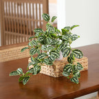 Artificial Plant Decorative Modern Living Room Balcony Bedroom Bathroom Room Table Decoration (Pack of 1)