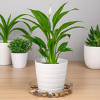 Hacaroa 24 Pack Clear Plant Saucer Drip Trays, 6/8/10/12 Inch Plastic Plant Trays Flower Pot Saucers for Indoor & Outdoor Plants, Round, 4 Sizes